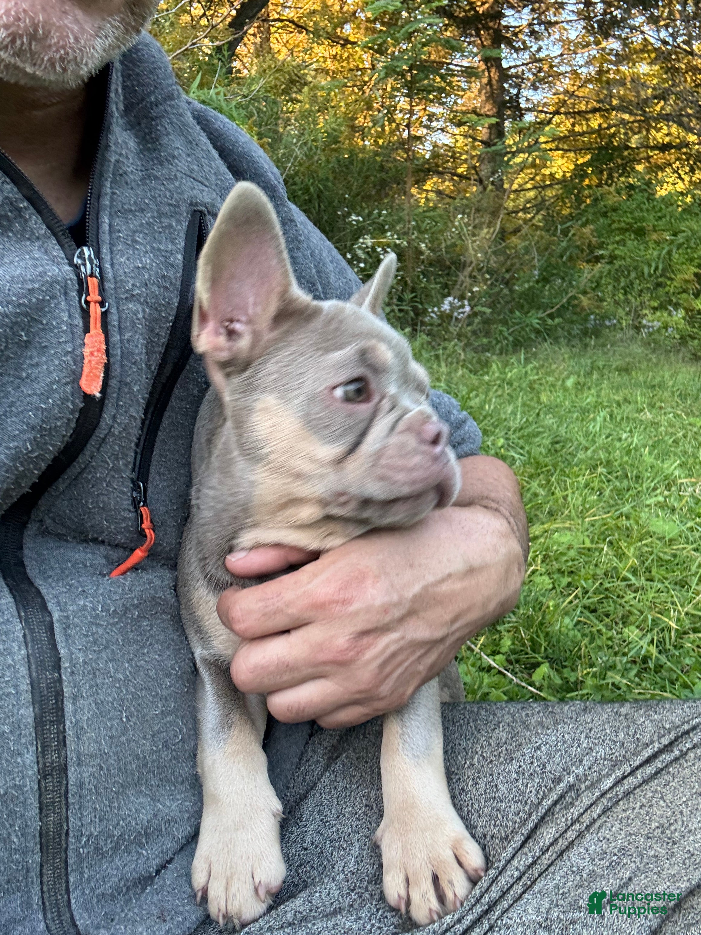 French Bulldog dogs Hermes - Ad 2
