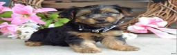 Yorkshire Terrier dogs for sale: Marshall - Ad 6