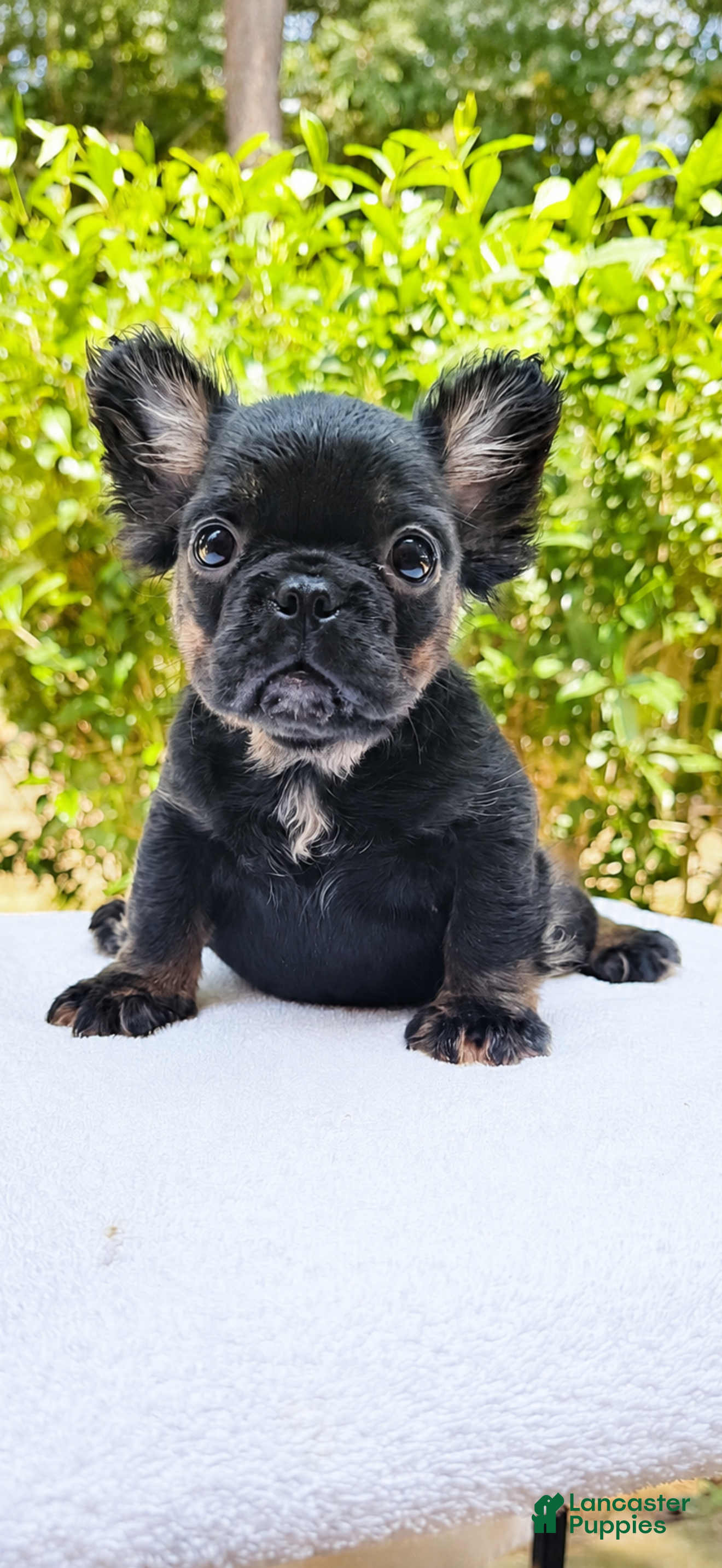 French Bulldog dogs French Bulldog 3 - Ad 1
