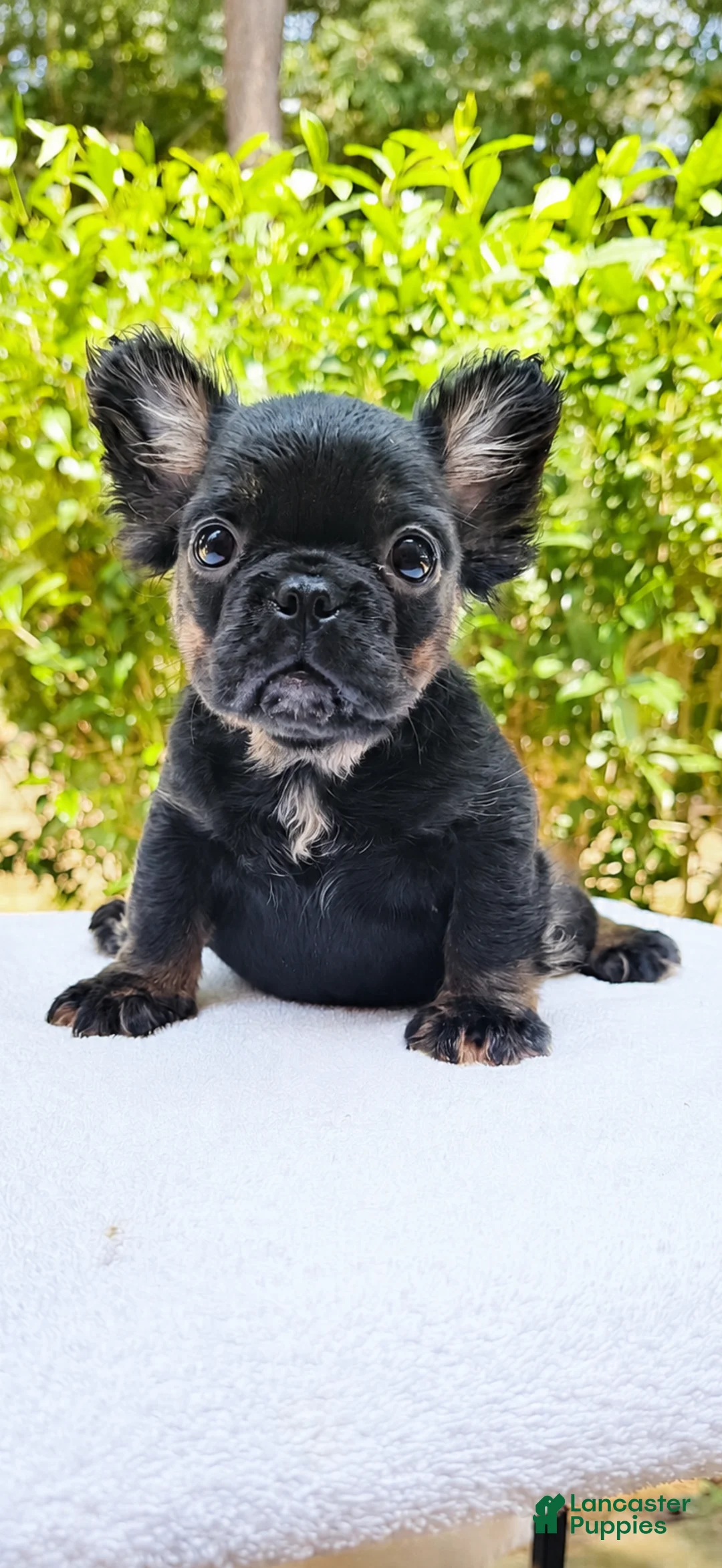 French Bulldog dogs for sale: French Bulldog 3 - Ad 1