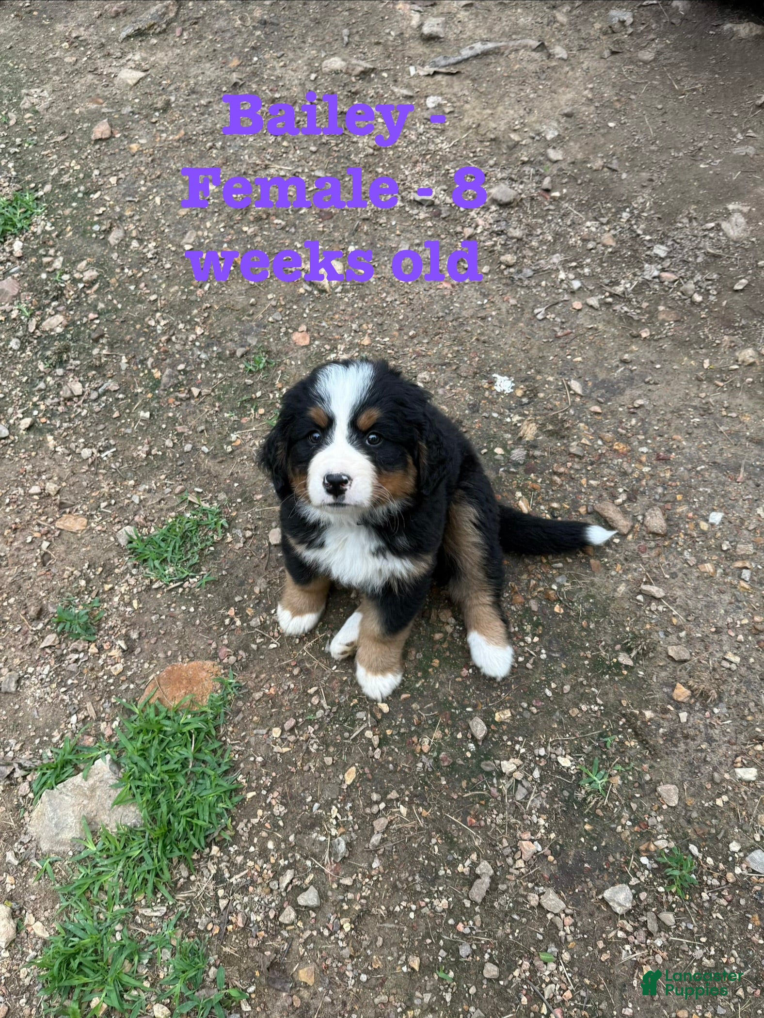 Bernese Mountain Dog dogs Bailey - Ad 37