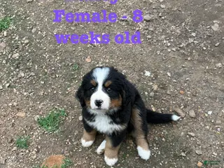 Bernese Mountain Dog dogs Bailey - Ad 23