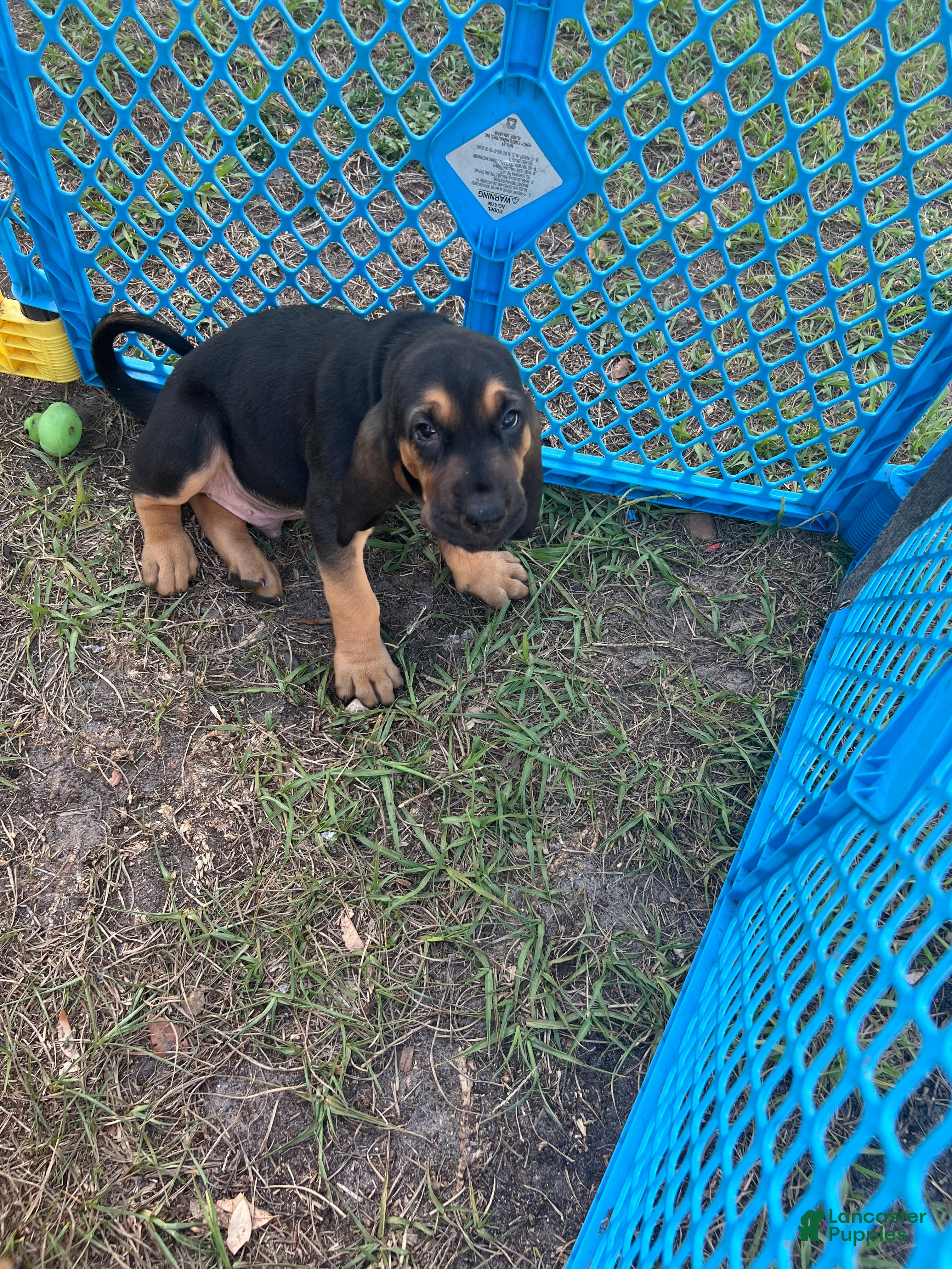 Bloodhound dogs Bloodhound Puppy 2 - Ad 1