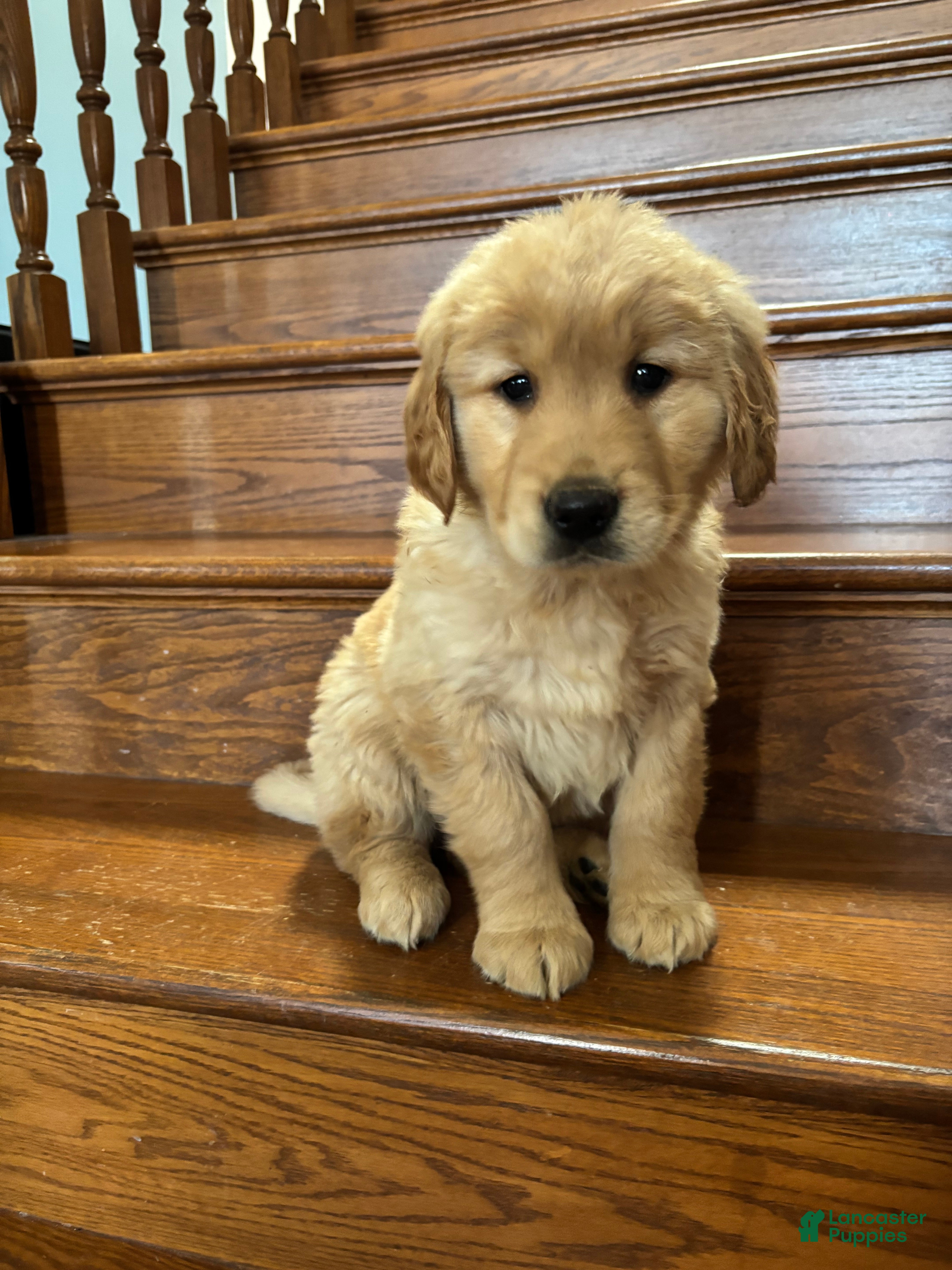 Golden Retriever dogs Sadie - Ad 1