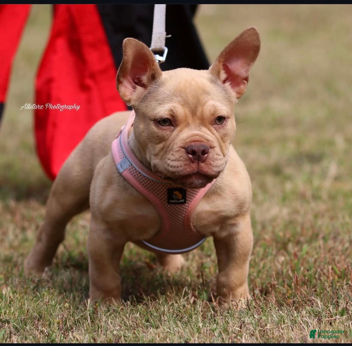 American Bully dogs American Bully Puppy 1 - Ad 5