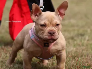 American Bully dogs American Bully Puppy 1 - Ad 5