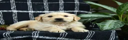 Golden Retriever dogs for sale: Pringles - Ad 3