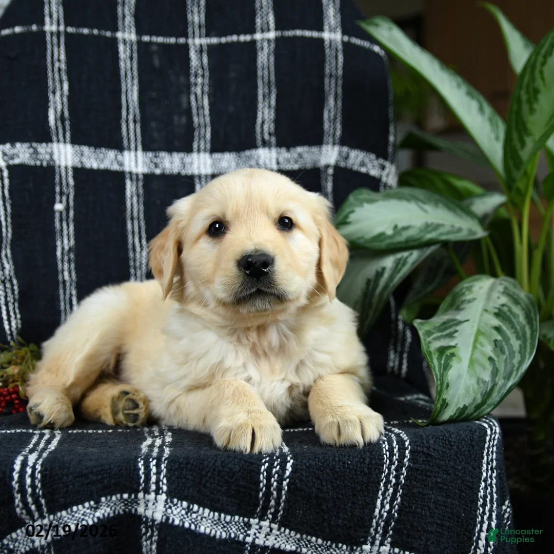 Golden Retriever dogs for sale: Pringles - Ad 3
