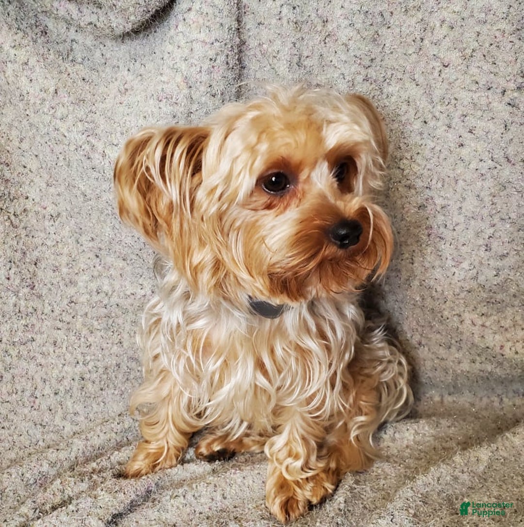 Yorkshire Terrier dogs for sale: Mandy - Ad 1