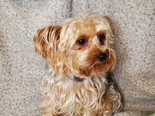 Yorkshire Terrier dogs Mandy - Ad 23