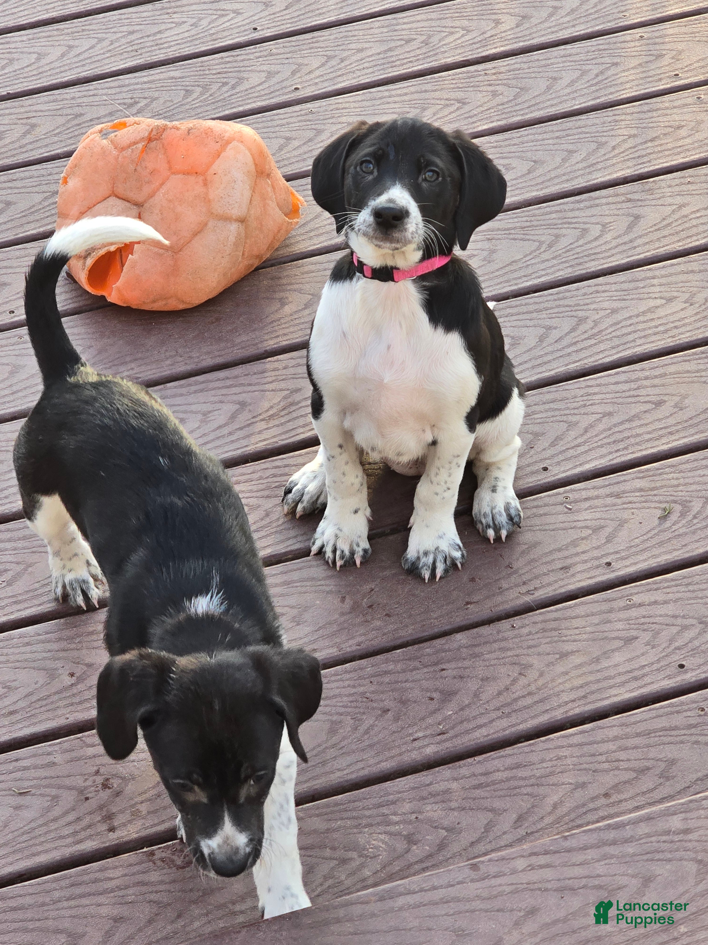 Other breed dogs Houdini - Ad 2