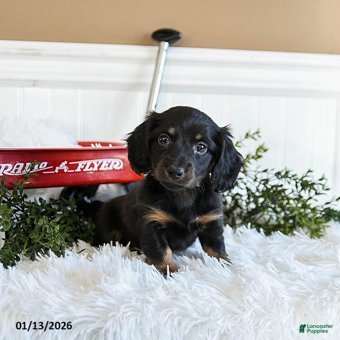 Miniature Dachshund dogs for sale: Midnight - Ad 2