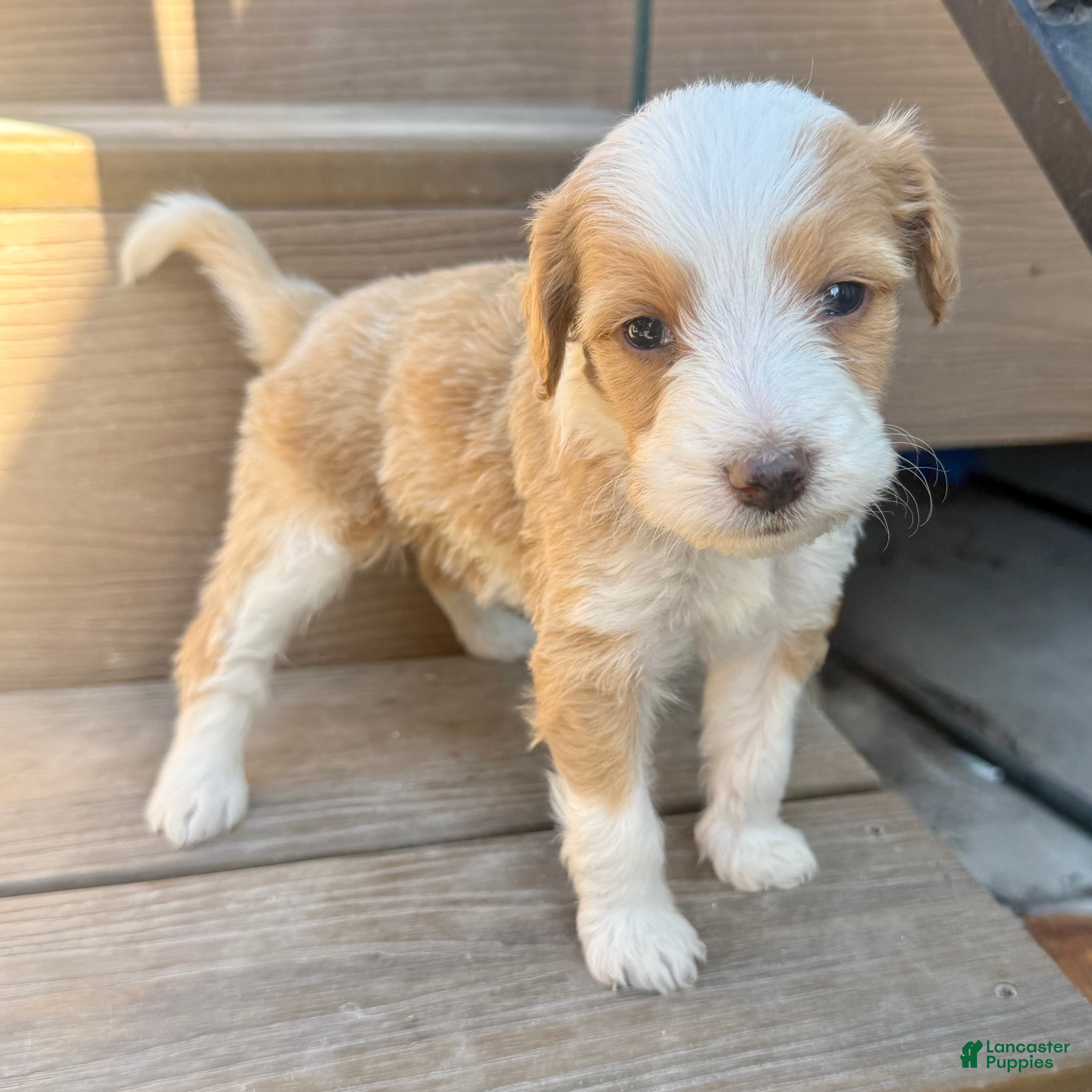 Bernedoodle dogs Sally - Ad 1