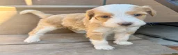 Bernedoodle dogs for sale: Sally - Ad 2
