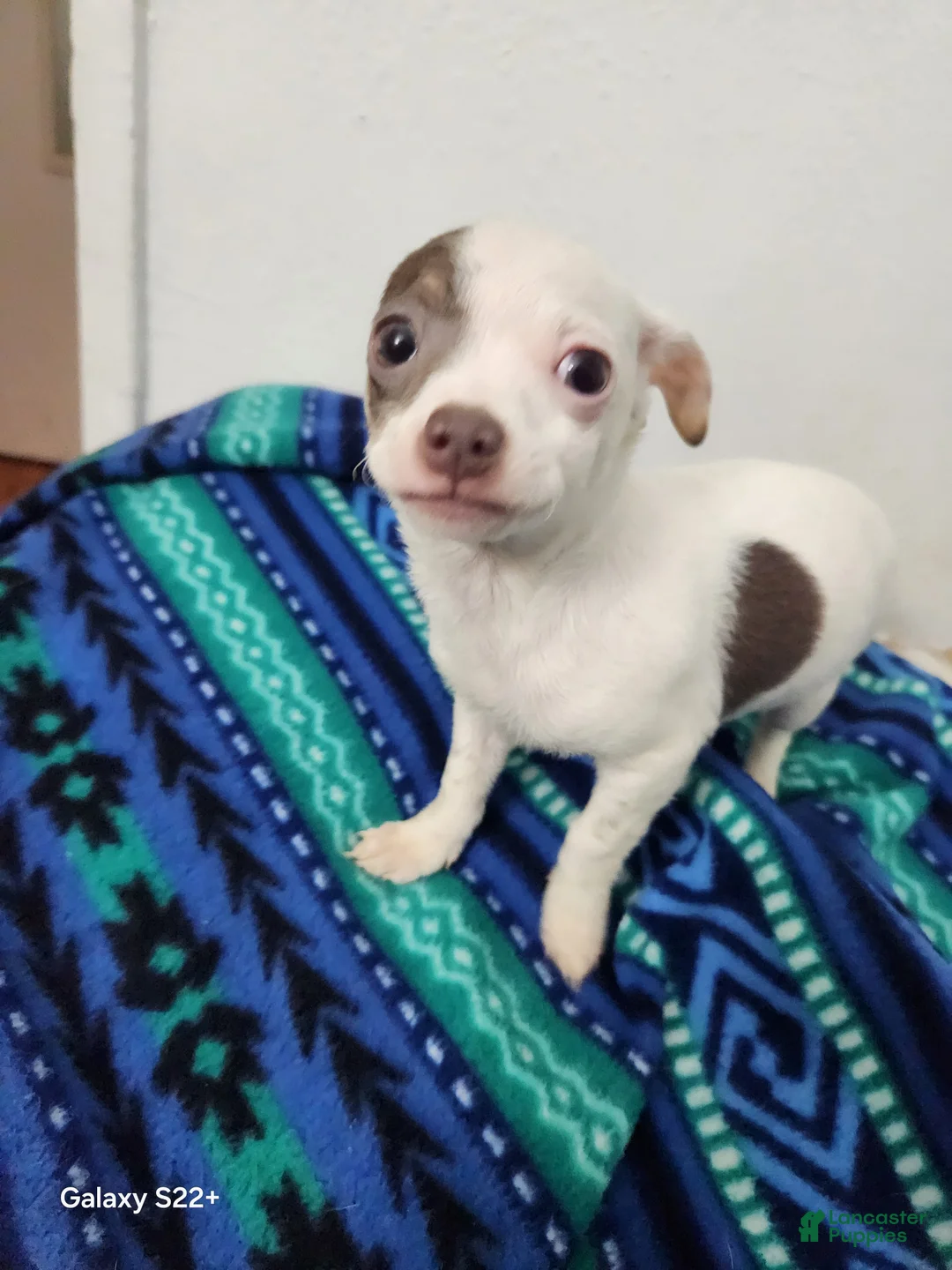 Mixed Breed dogs for sale: Mixed Breed Puppy 2 - Ad 2