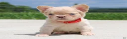 French Bulldog dogs for sale: Fido - Ad 4