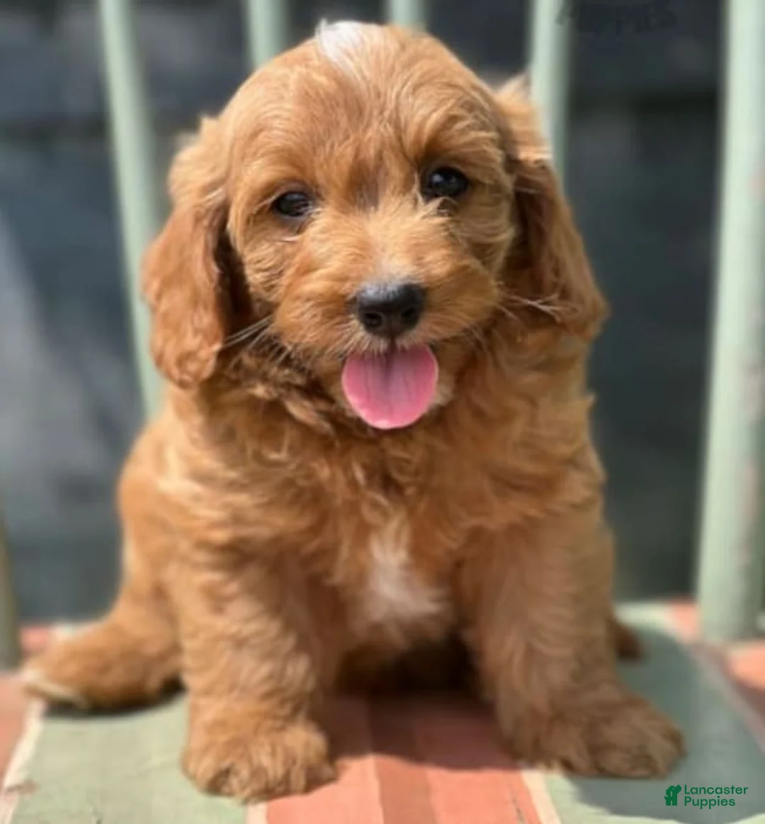 Gallery Image {{count}}