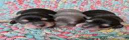 Dachshund dogs for sale: Reba black and cream - Ad 3