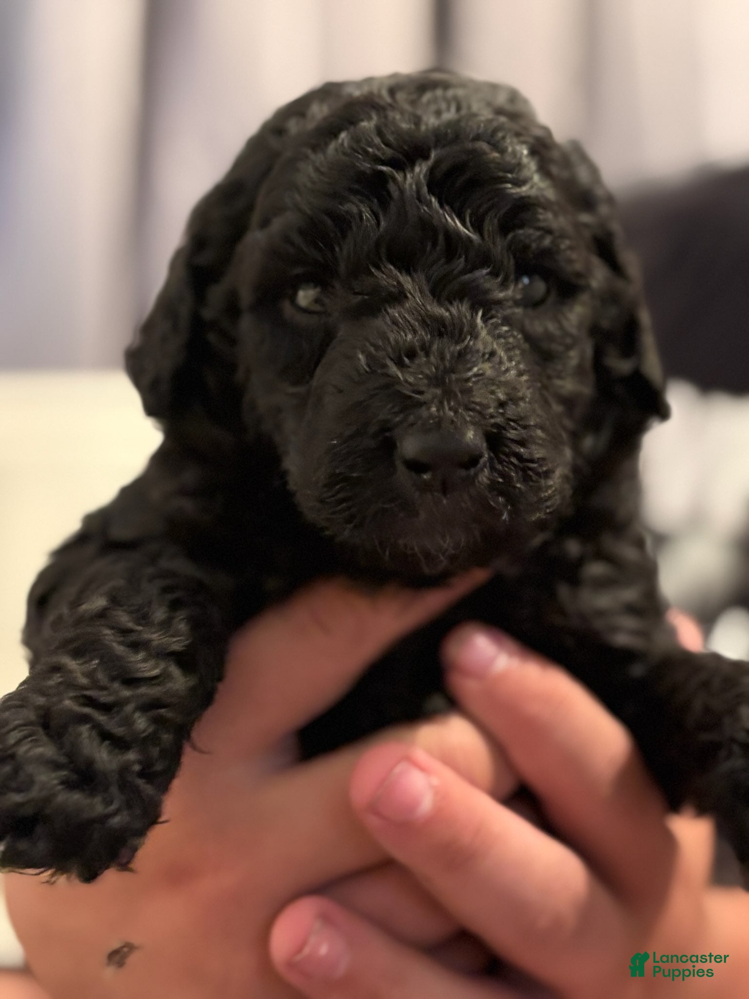 Goldendoodle dogs Black Girl - Ad 1