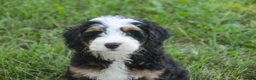Mini Bernedoodle dogs for sale: Mooney Mini Bernedoodle  - Ad 3