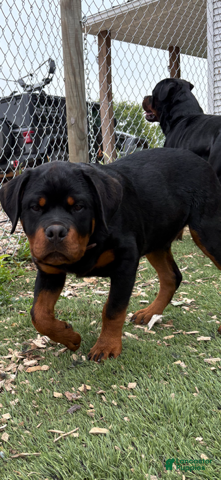 Rottweiler dogs Leo - Ad 2