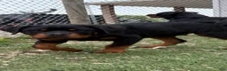 Rottweiler dogs for sale: Leo - Ad 2
