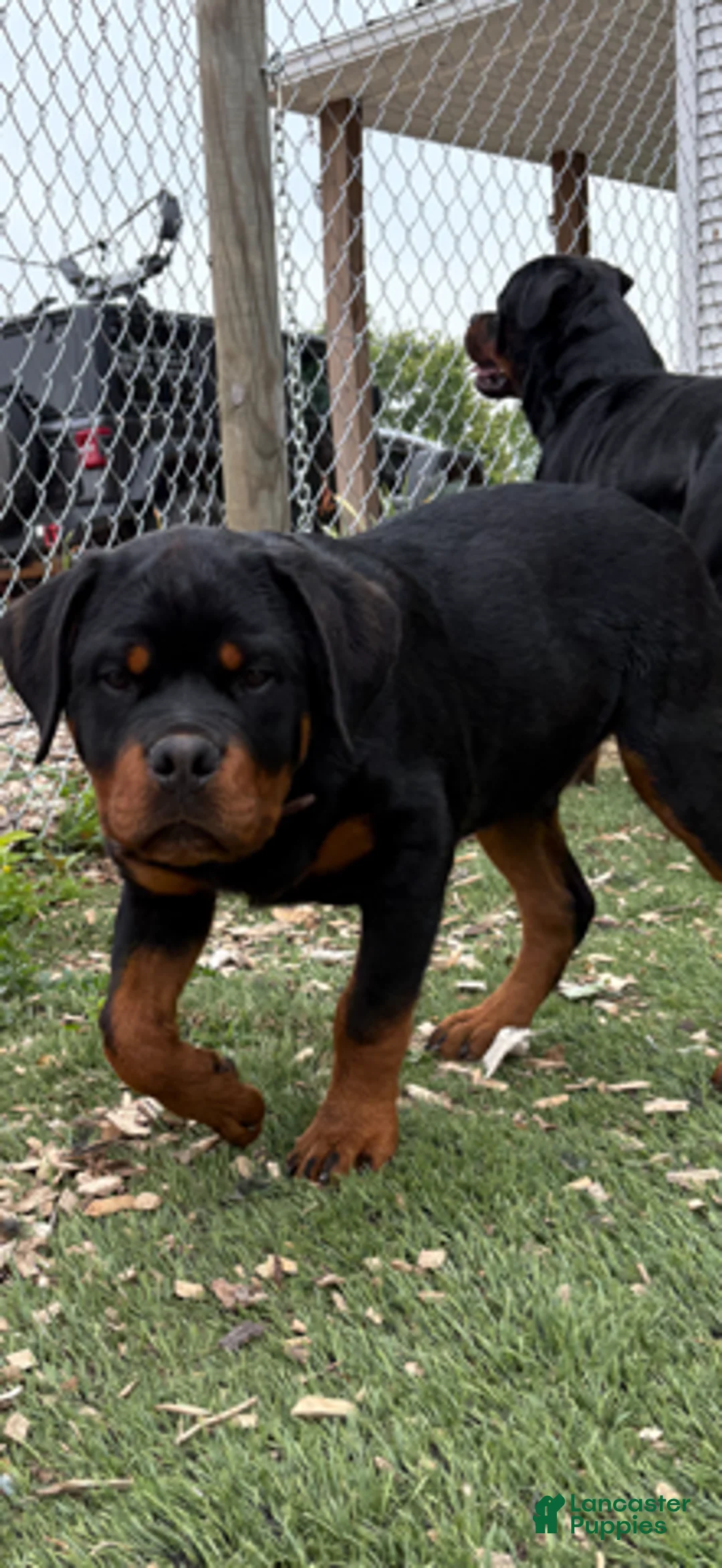 Rottweiler dogs for sale: Leo - Ad 2