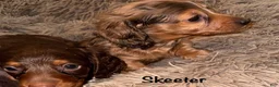 Miniature Dachshund dogs for sale: Skeeter - Ad 7