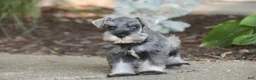 Miniature Schnauzer dogs for sale: Qeleigh Miniature Schnauzer  - Ad 8