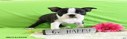 Boston Terrier dogs for sale: Ace - Ad 5