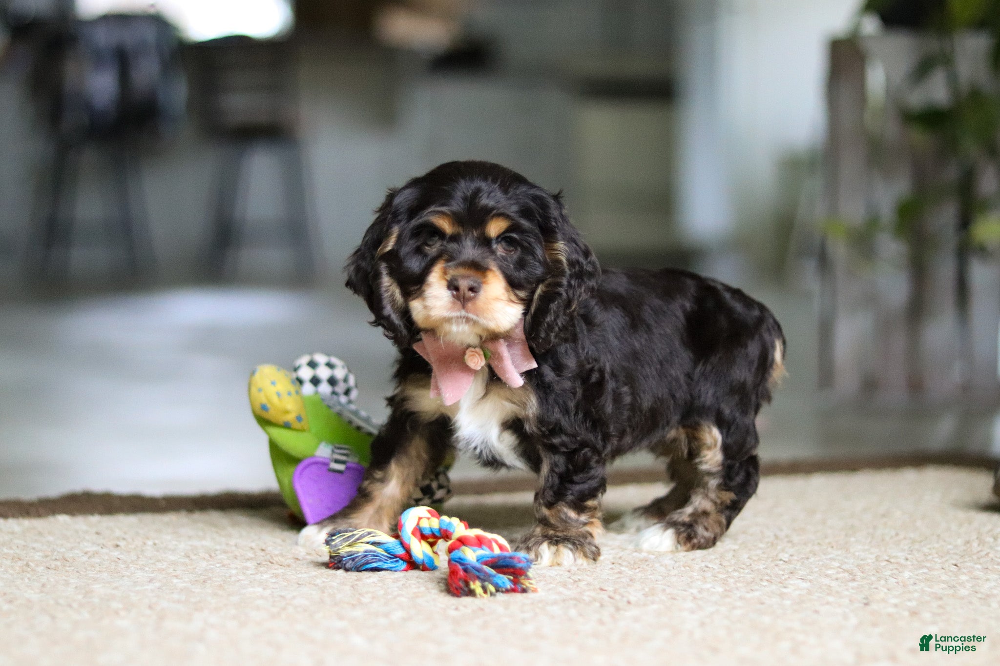 Cocker Spaniel dogs Hazel - Ad 2