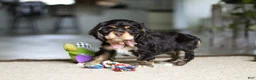 Cocker Spaniel dogs for sale: Hazel - Ad 2