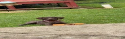 German Shorthaired Pointer dogs for sale: German Shorthaired Pointer 1 - Ad 4