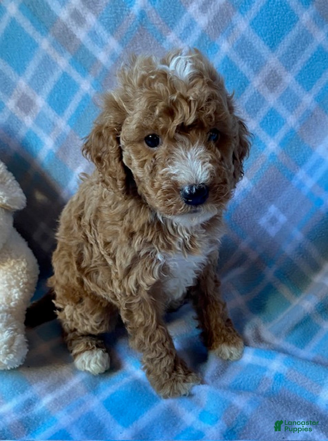 Mini Goldendoodle dogs for sale: Chief - Ad 3