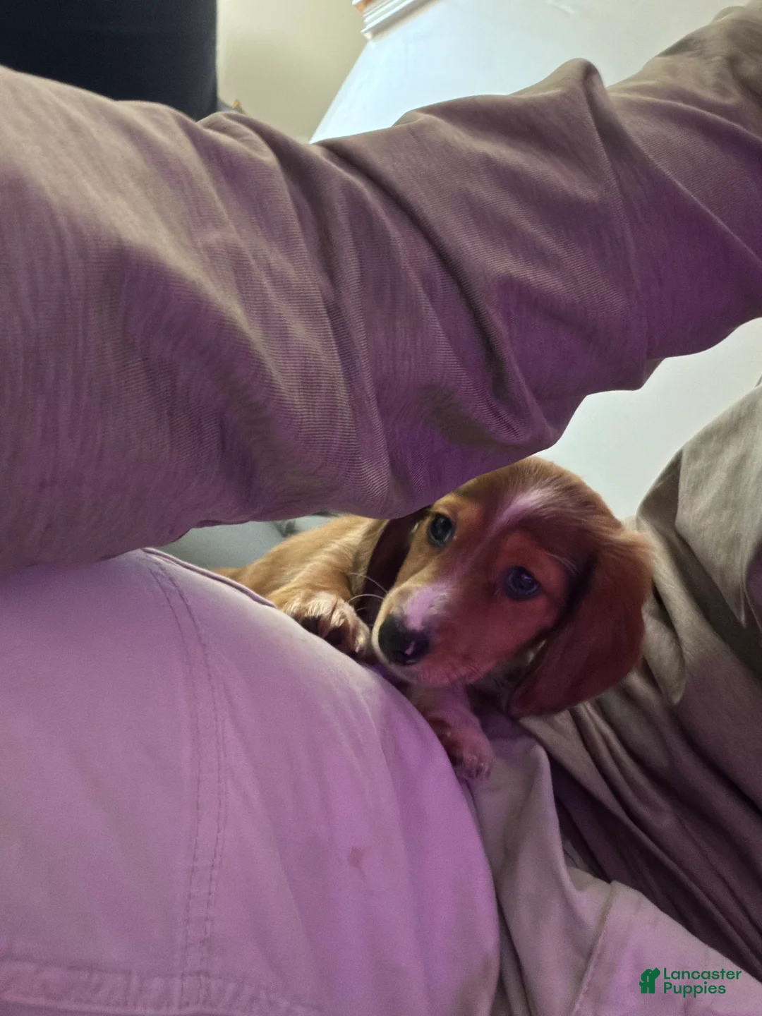 Dachshund dogs for sale: Dachshund Puppy 1 - Ad 2