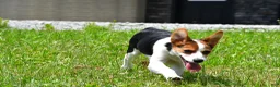 Mixed Breed dogs for sale: Willow - Ad 11