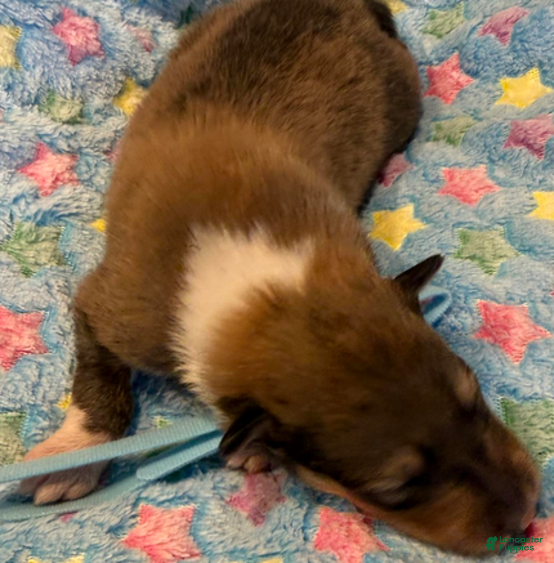 Collie dogs for sale: Scott - Ad 2