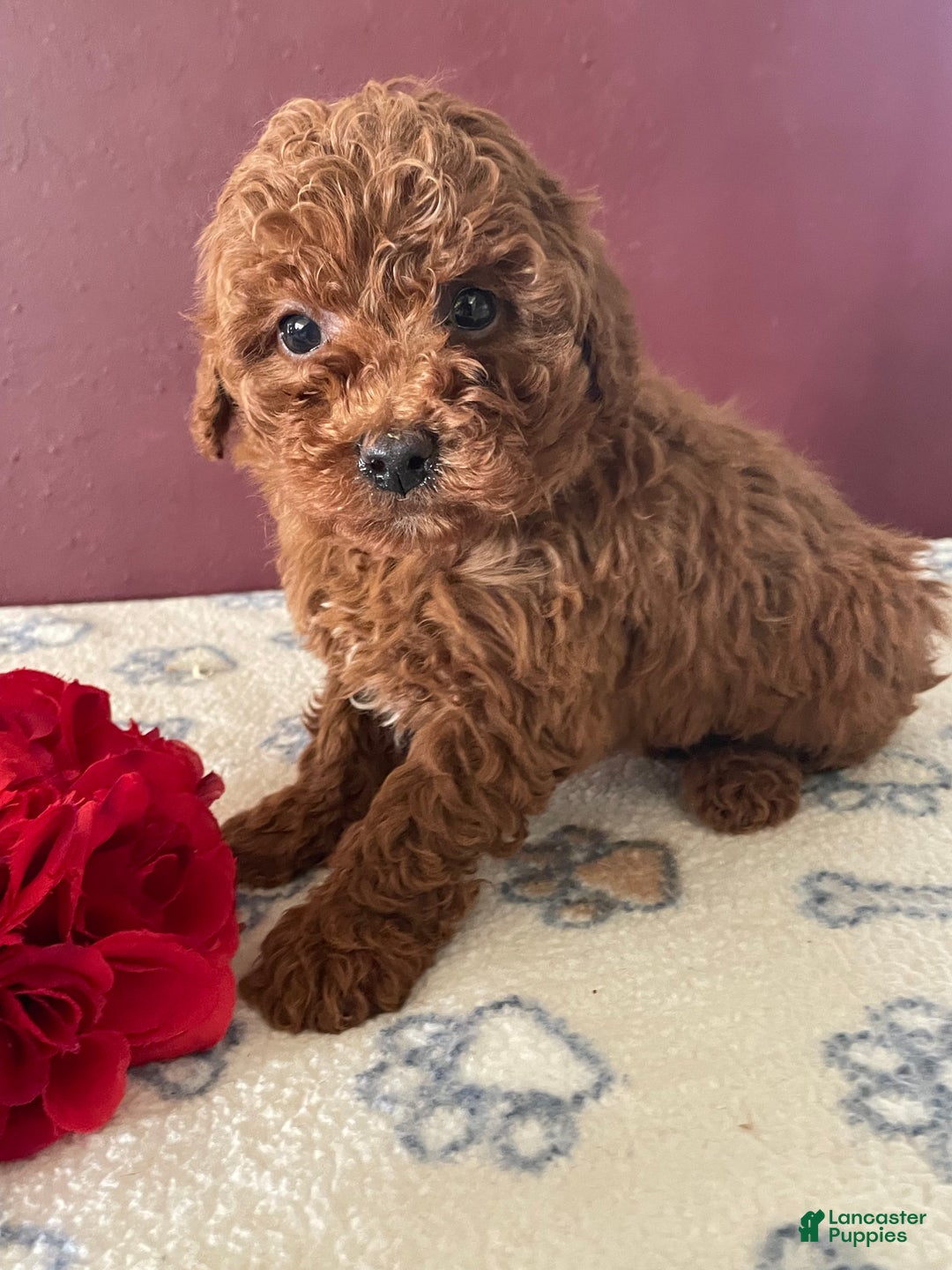 Toy Poodle dogs for sale: Chip - Ad 1