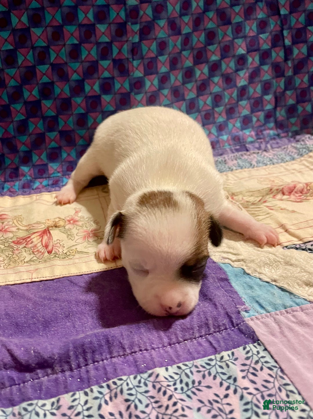 Chihuahua dogs for sale: Lucille - Ad 18