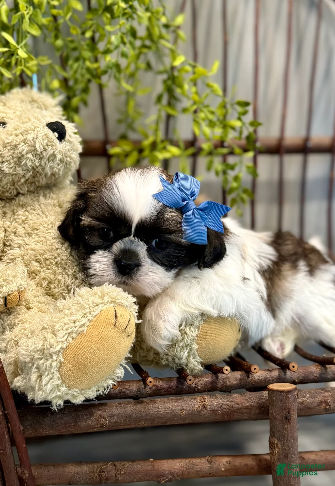 Shih Tzu dogs for sale: AKC SAWYER - Ad 1