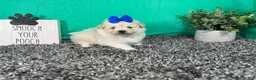 Pomapoo dogs for sale: Pomapoo 5 - Ad 1