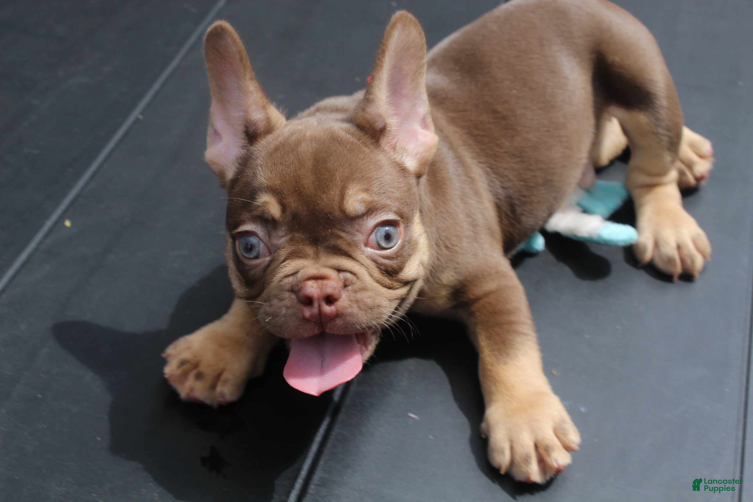 French Bulldog dogs PRIESTLY after MIRANDA from DEVIL WEARS PRADA - Ad 1