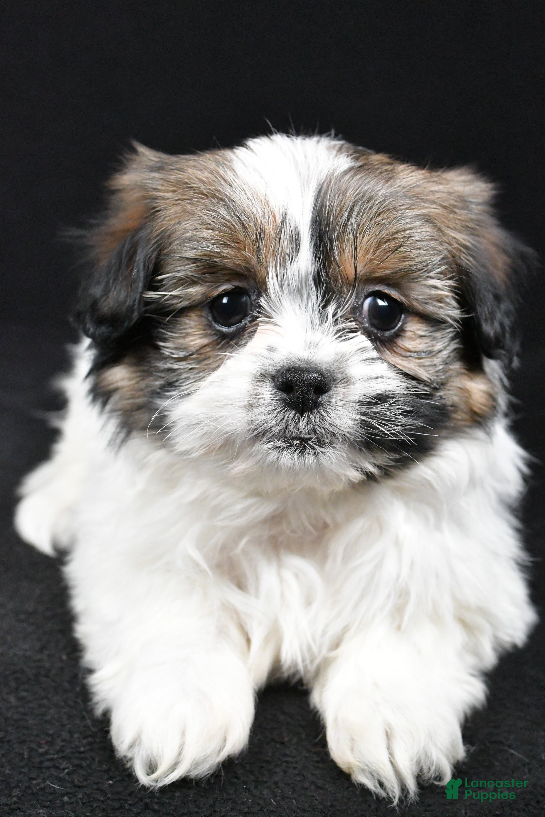 Mixed Breed dogs Angelo - Ad 2