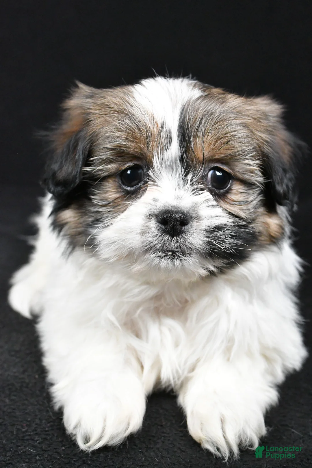 Mixed Breed dogs for sale: Angelo - Ad 4