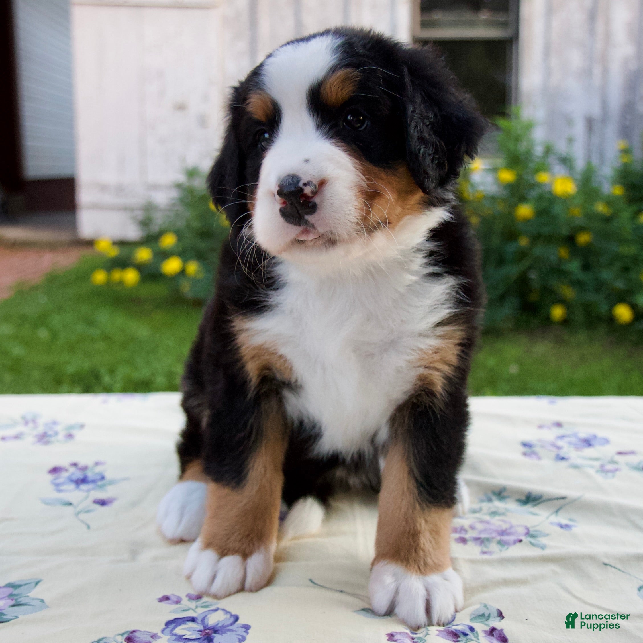 Bernese Mountain Dog dogs Suzy - Ad 1