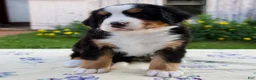 Bernese Mountain Dog dogs for sale: Suzy - Ad 1