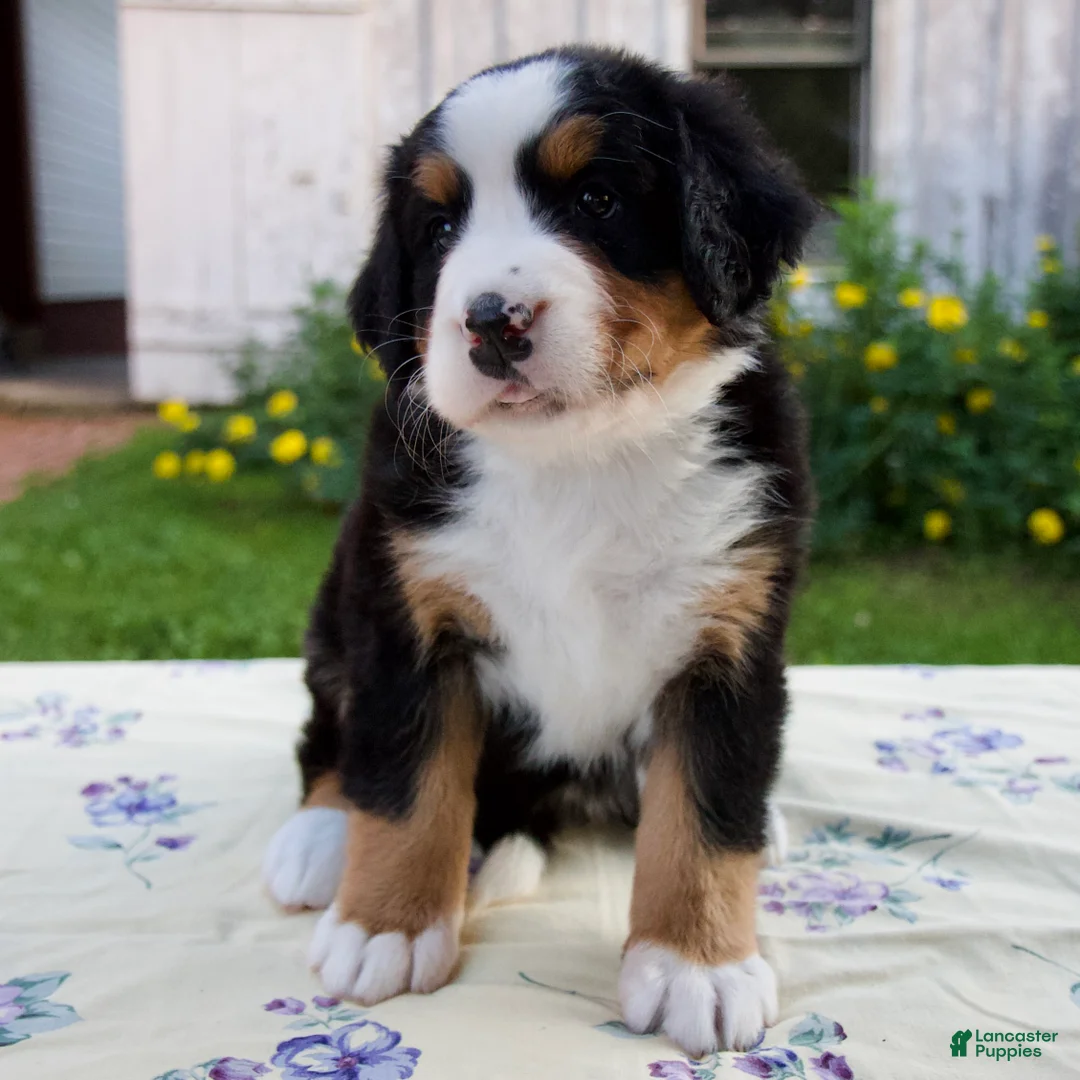 Bernese Mountain Dog dogs for sale: Suzy - Ad 1