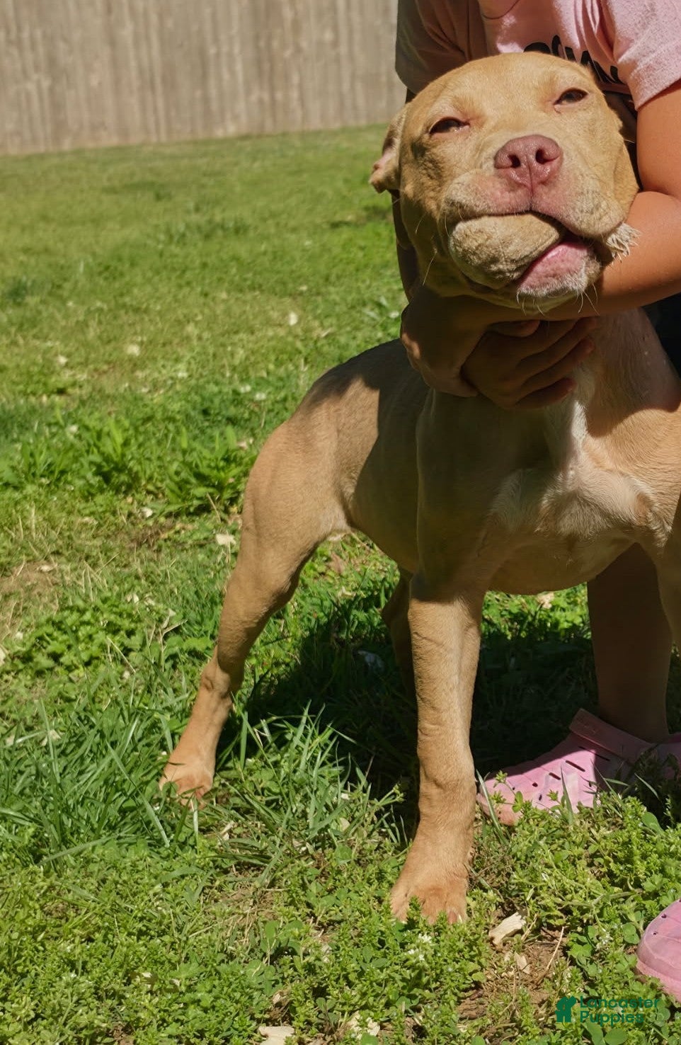 American Pit Bull Terrier dogs Sandy - Ad 1