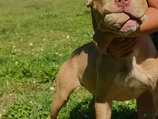 American Pit Bull Terrier dogs Sandy - Ad 1