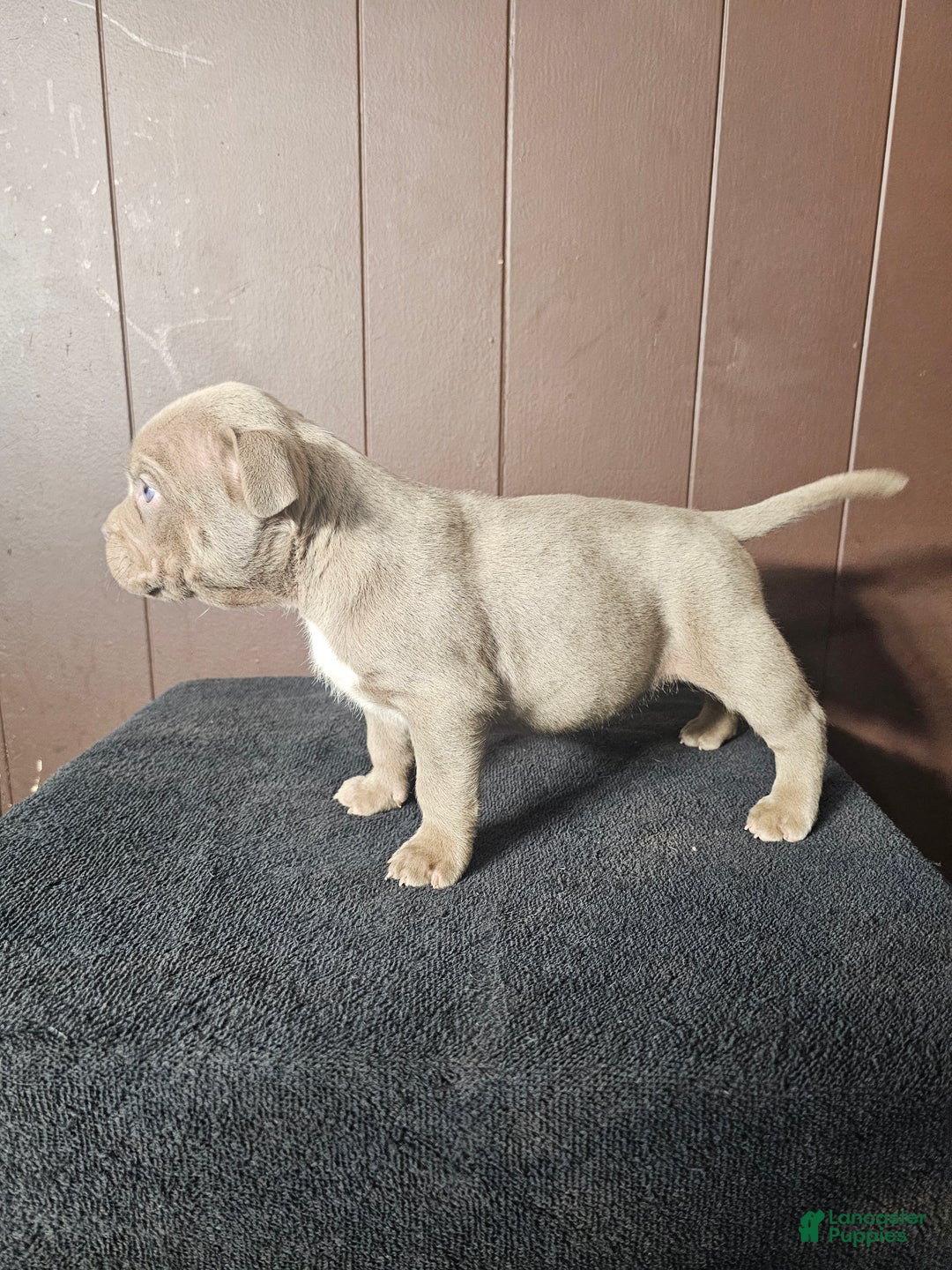 American Bully dogs for sale: Diem - Lilac - Ad 3